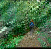 Mount Cougal Springbrook National Park - Hotel NSW