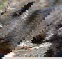 Peel Zoo - Hotel NSW