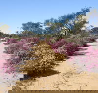 Reynoldson's Flora Reserve - Hotel NSW