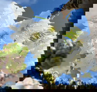 Tasmania Birchs Bay Cherries - Hotel NSW