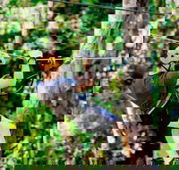 TreeTop Challenge Currumbin Wildlife Sanctuary - Hotel NSW