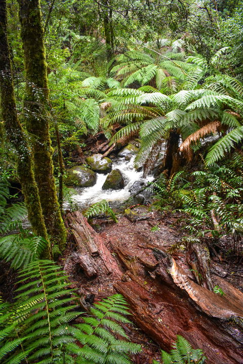 Yarra Ranges National Park - Hotel NSW 2