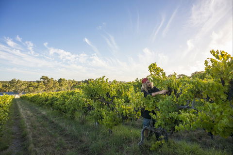 Mclaren Vale - Hotel NSW 0