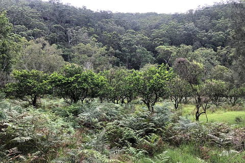 Kayak Camping Adventure To Marramarra Orchard - Hotel NSW 1