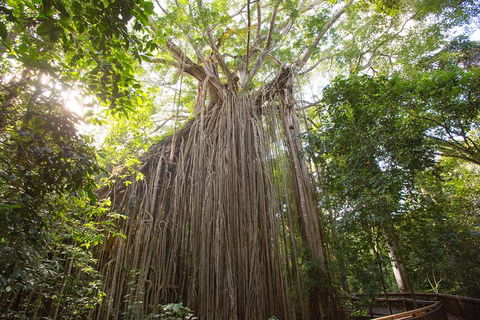 Cairns Adventure Package- 4 Tours In 3 Days! - Hotel NSW 2