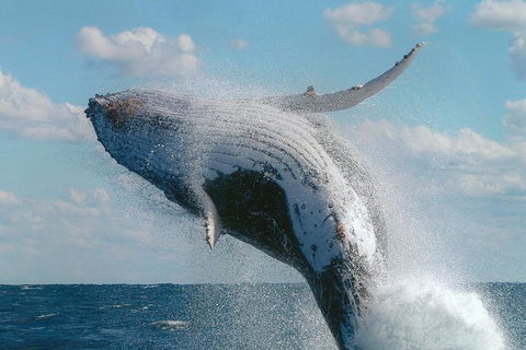 Great Barrier Reef Private Expedition Cruise (min 4 Day Max 8 Guests) - Hotel NSW 4