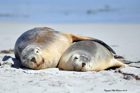 NEW TOUR - Kangaroo Island Road To Recovery Tour (1 Day/1 Night) - Hotel NSW 3