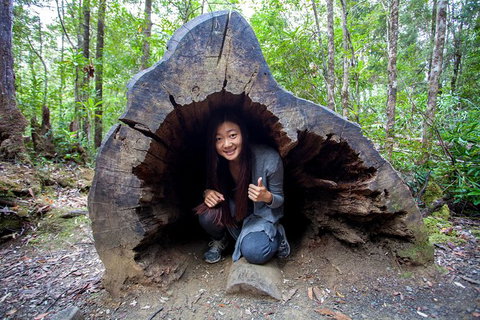 Tahune Airwalk Active Day Trip From Hobart Including Hastings Caves - Hotel NSW 5