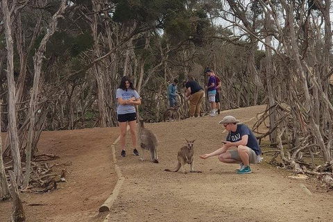 Phillip Island Penguin And Wildlife Tour - Hotel NSW 34