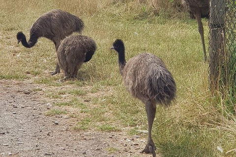 Phillip Island Penguin And Wildlife Tour - Hotel NSW 32