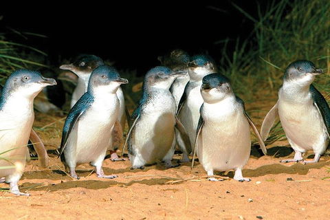 Phillip Island Penguin And Wildlife Tour - Hotel NSW 0