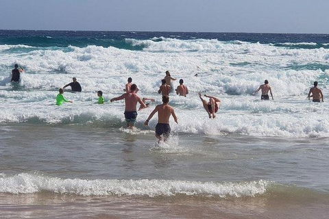 Phillip Island Penguin And Wildlife Tour - Hotel NSW 18