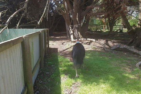 Phillip Island Penguin And Wildlife Tour - Hotel NSW 5