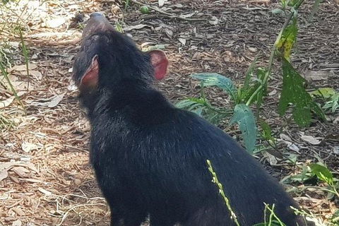 Phillip Island Penguin And Wildlife Tour - Hotel NSW 26