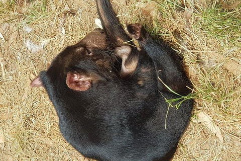 Phillip Island Penguin And Wildlife Tour - Hotel NSW 23