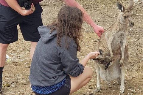 Phillip Island Penguin And Wildlife Tour - Hotel NSW 12