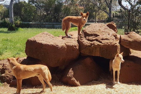 Phillip Island Penguin And Wildlife Tour - Hotel NSW 7