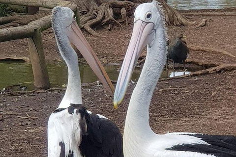 Phillip Island Penguin And Wildlife Tour - Hotel NSW 6