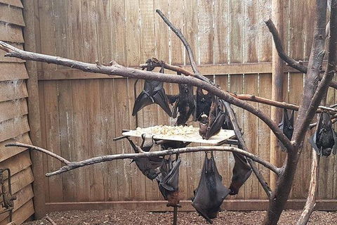 Phillip Island Penguin And Wildlife Tour - Hotel NSW 31