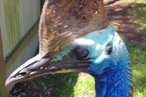 Phillip Island Penguin And Wildlife Tour - Hotel NSW 19