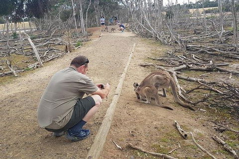 Phillip Island Penguin And Wildlife Tour - Hotel NSW 30