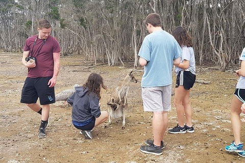 Phillip Island Penguin And Wildlife Tour - Hotel NSW 3