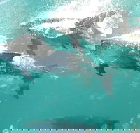 Roebuck Bay Snubfin Dolphin Cruise - Hotel NSW