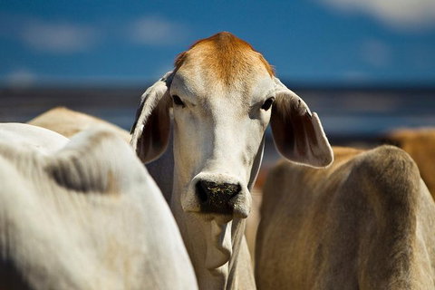 2 Day Tunnel Creek & Cattle Station Explorer - Hotel NSW 1