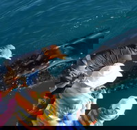 AOC Broome Whale Watching - Hotel NSW