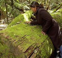 Washpool National Park - Washpool Walk - Hotel NSW