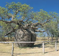 Boab Prison Tree - Hotel NSW