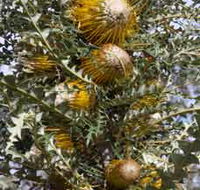Woylie Walk Dryandra Woodland - Hotel NSW
