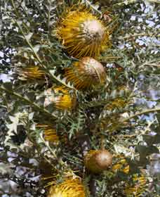 Woylie Walk, Dryandra Woodland - Hotel NSW 0