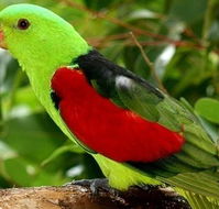 Birdworld Kuranda - Hotel NSW