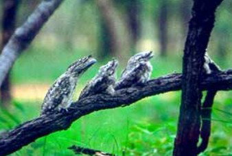 Mount Molloy ACT Hotel NSW