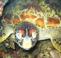 Adrenalin Snorkel and Dive - Hotel NSW