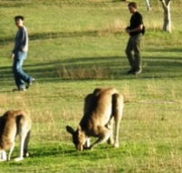 Araucaria Ecotours - Hotel NSW