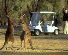 Coomealla Golf Club - Hotel NSW 2
