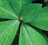 Limberlost Nursery  Garden Centre - Hotel NSW