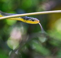 Be Welcomed by Wildlife at the Australian Wildlife Sanctuary