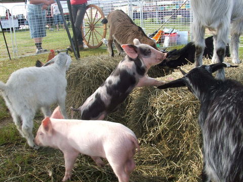 Primex Field Days - Hotel NSW 2