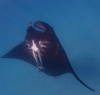 Project Manta Ningaloo Reef Western Australia