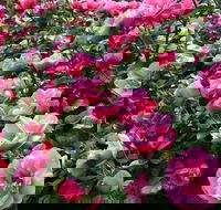 2020 Woolmers Estate Festival of Roses - Hotel NSW