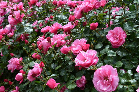 2020 Woolmers Estate Festival Of Roses - Hotel NSW 0