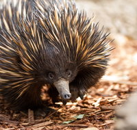 Aussie Wildlife Course - July/August/September - Hotel NSW