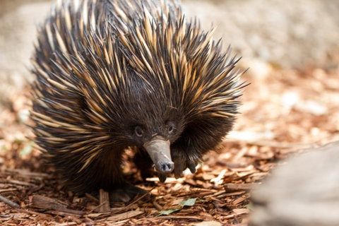 Aussie Wildlife Course - July/August/September - Hotel NSW 0