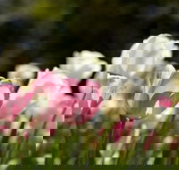 Floriade Reimagined - Hotel NSW