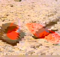 Let's Dance Carinda David Bowie Tribute Festival - Hotel NSW