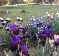 Riverina Iris Farm Open Garden and Iris Display - Hotel NSW