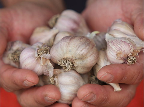 Armidale Farmers' Market - Hotel NSW 0